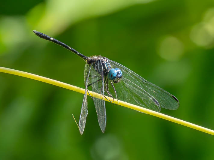 Dythemis nigra (Blue-eyed Setwing) male.jpg